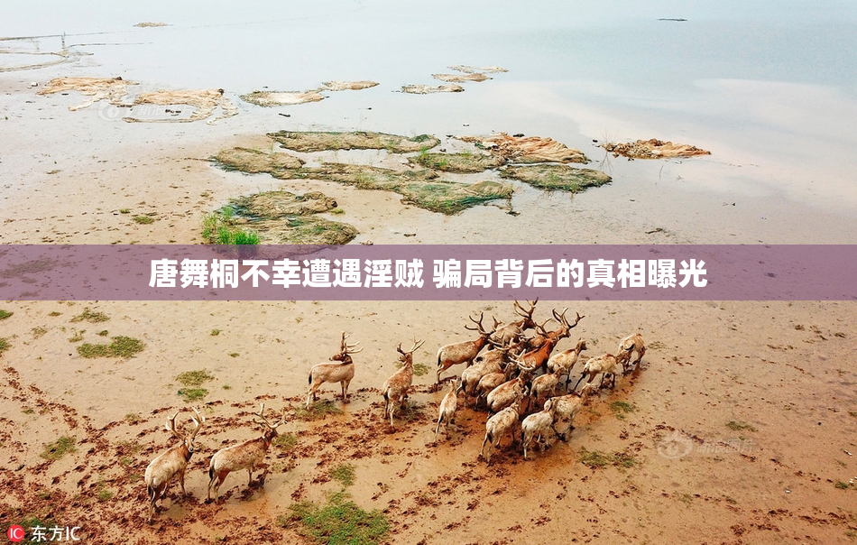 唐舞桐不幸遭遇淫贼 骗局背后的真相曝光