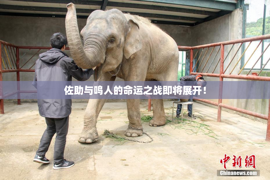 佐助与鸣人的命运之战即将展开！