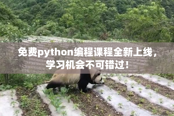 免费python编程课程全新上线，学习机会不可错过！