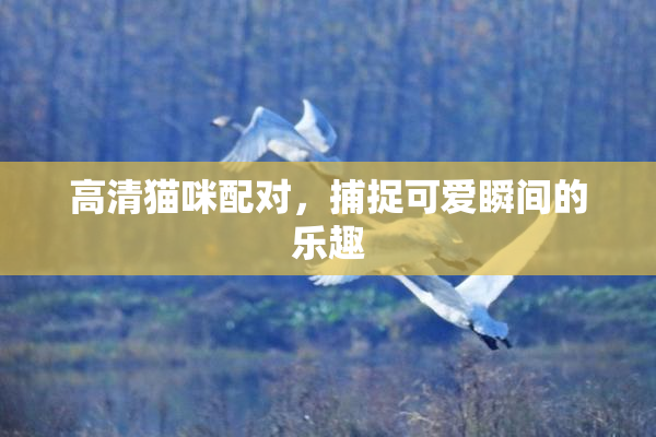 高清猫咪配对，捕捉可爱瞬间的乐趣
