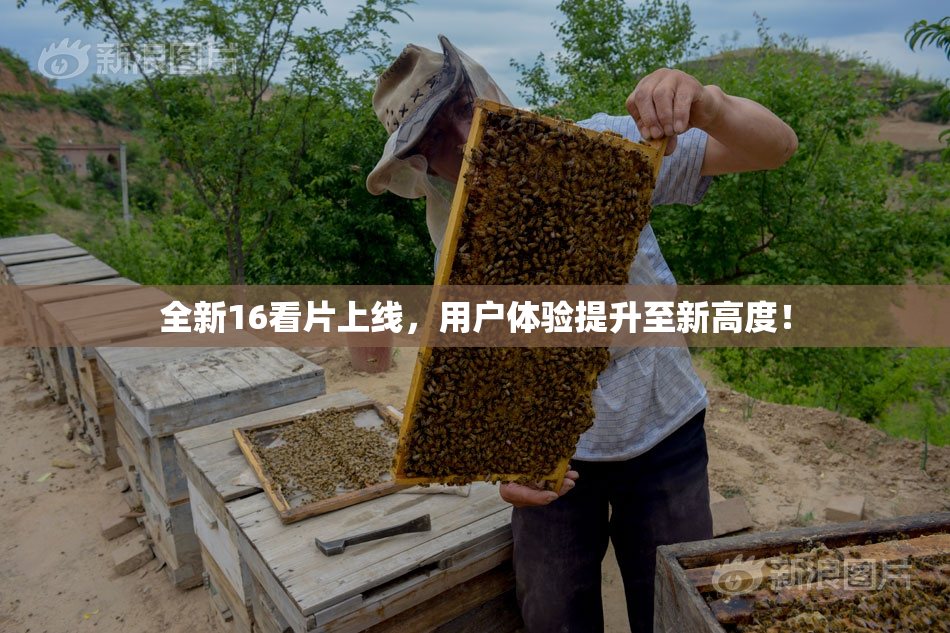 全新16看片上线，用户体验提升至新高度！