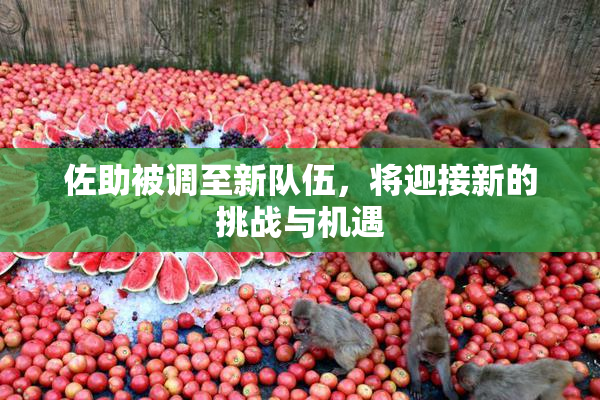佐助被调至新队伍，将迎接新的挑战与机遇