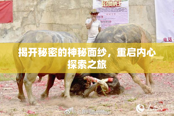 揭开秘密的神秘面纱，重启内心探索之旅