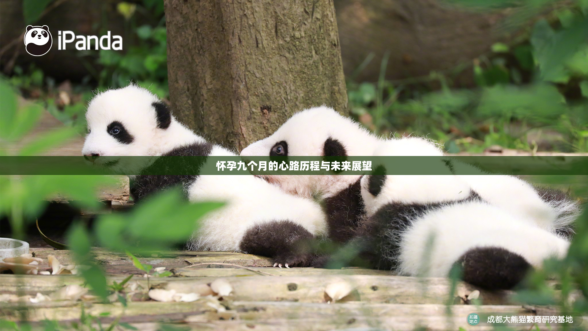 怀孕九个月的心路历程与未来展望