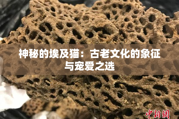 神秘的埃及猫：古老文化的象征与宠爱之选