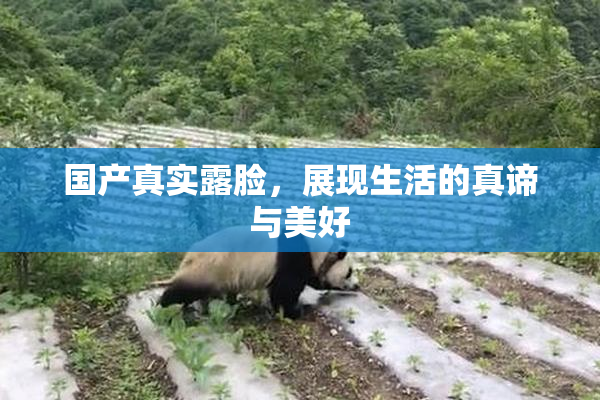 国产真实露脸，展现生活的真谛与美好