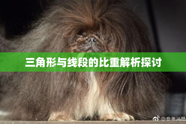 三角形与线段的比重解析探讨