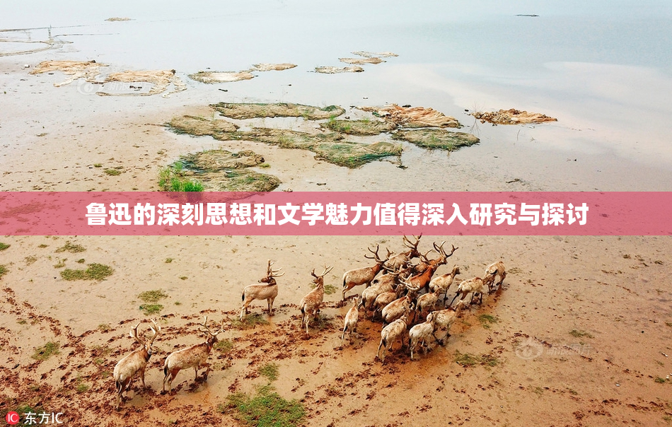 鲁迅的深刻思想和文学魅力值得深入研究与探讨