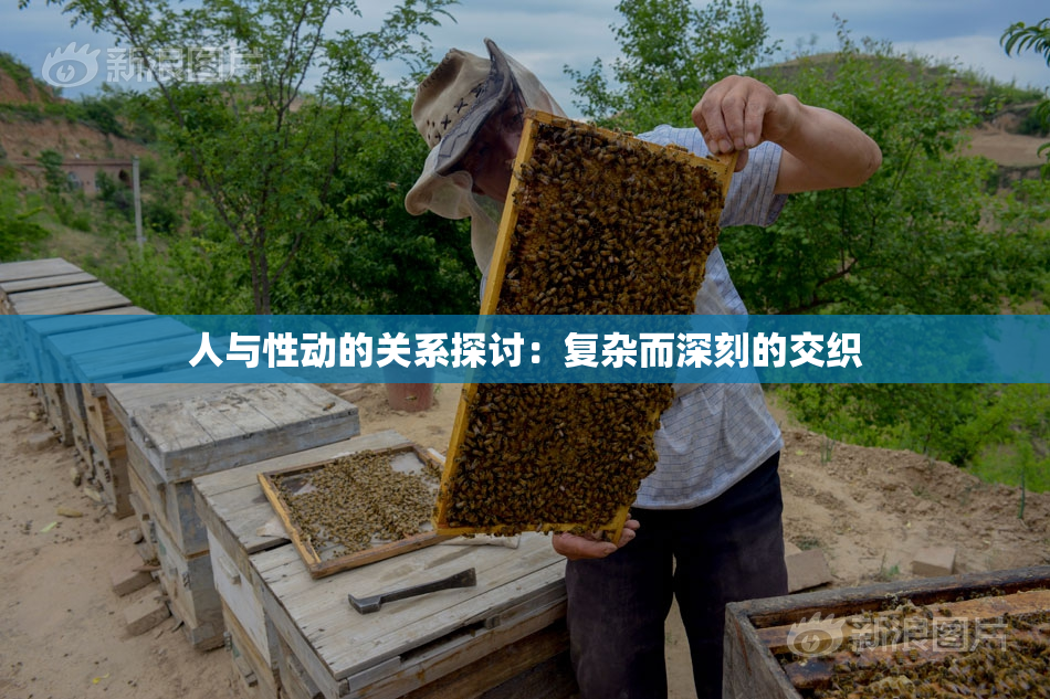 人与性动的关系探讨：复杂而深刻的交织