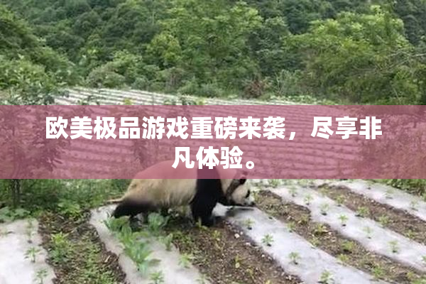 欧美极品游戏重磅来袭，尽享非凡体验。