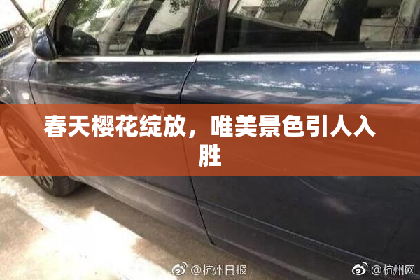 春天樱花绽放，唯美景色引人入胜