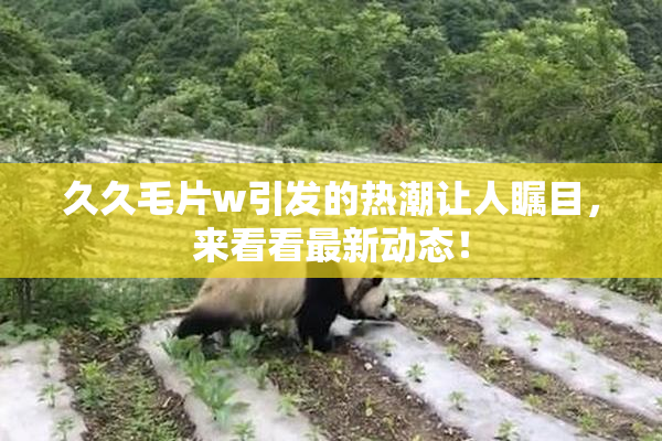 久久毛片w引发的热潮让人瞩目，来看看最新动态！