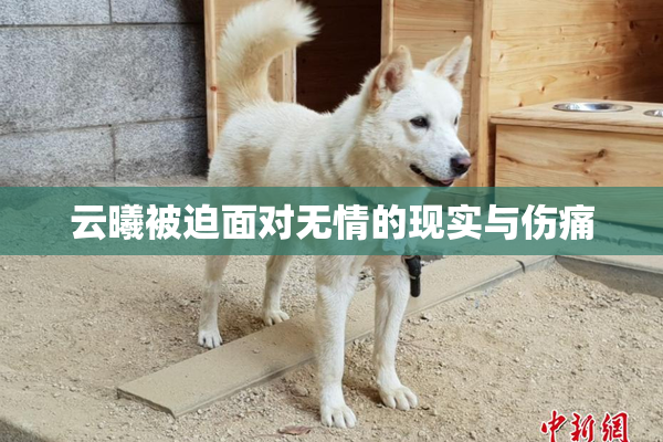 云曦被迫面对无情的现实与伤痛