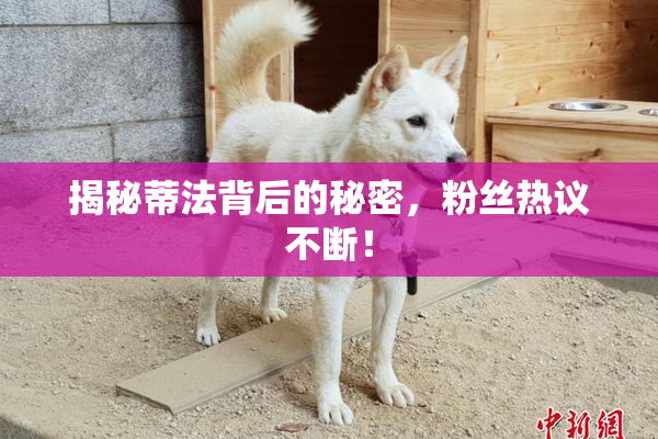 揭秘蒂法背后的秘密，粉丝热议不断！