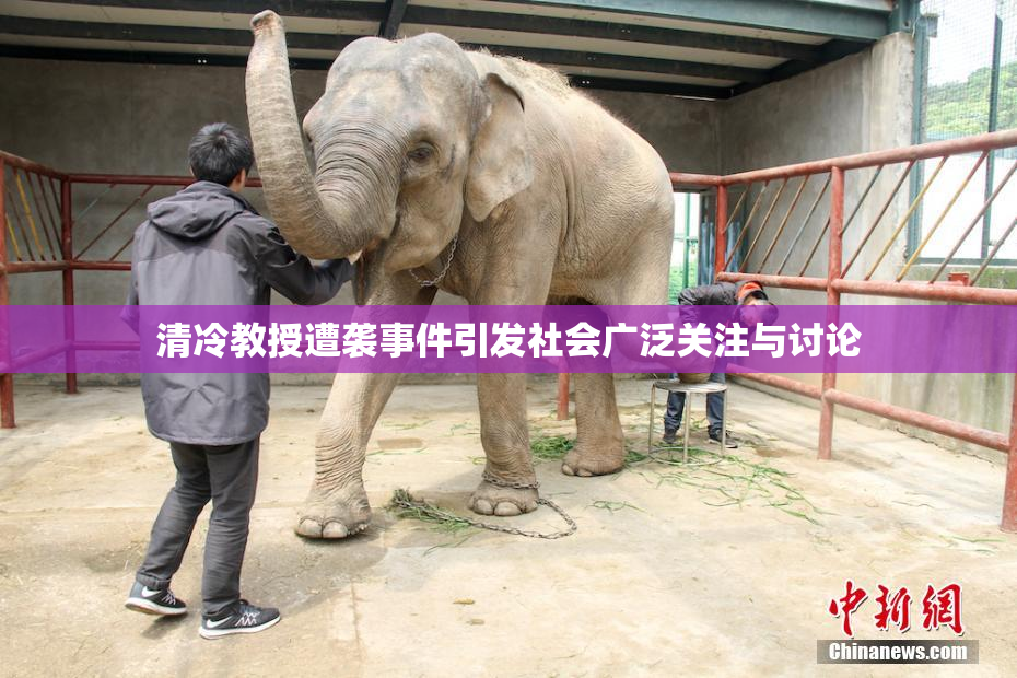 清冷教授遭袭事件引发社会广泛关注与讨论