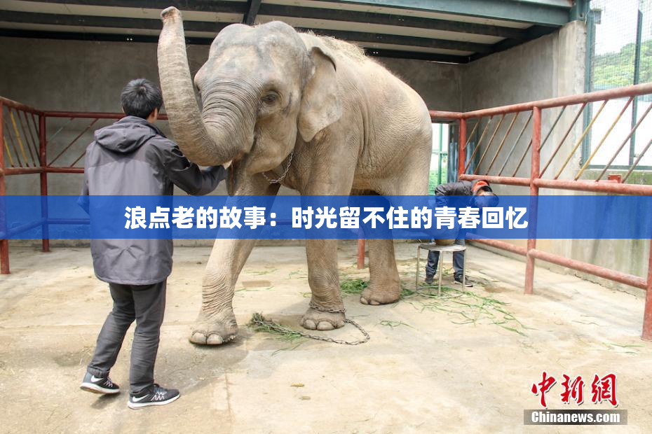 浪点老的故事：时光留不住的青春回忆