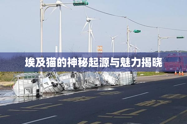 埃及猫的神秘起源与魅力揭晓
