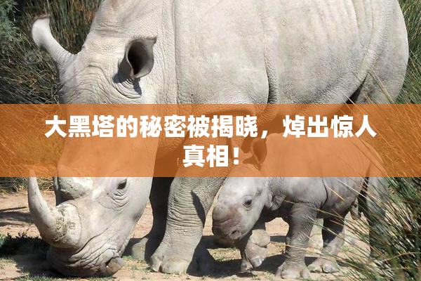 大黑塔的秘密被揭晓，焯出惊人真相！