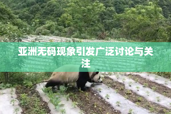 亚洲无码现象引发广泛讨论与关注
