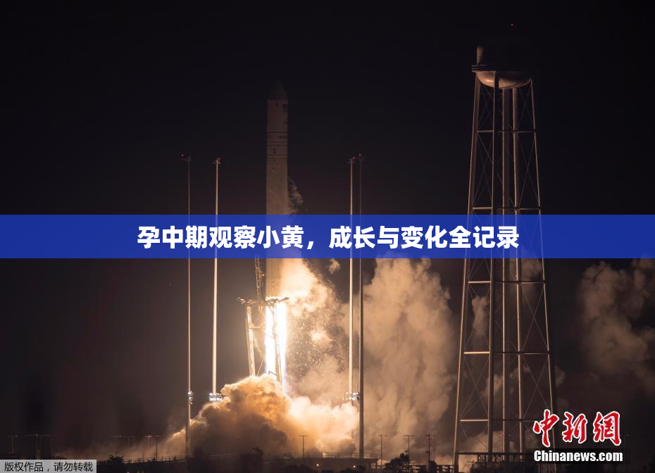 孕中期观察小黄，成长与变化全记录