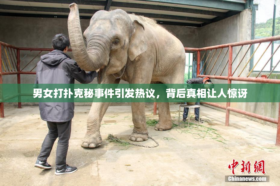 男女打扑克秘事件引发热议，背后真相让人惊讶