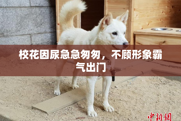 校花因尿急急匆匆，不顾形象霸气出门