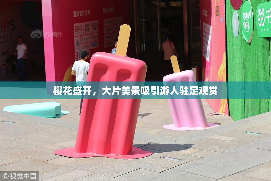 樱花盛开，大片美景吸引游人驻足观赏