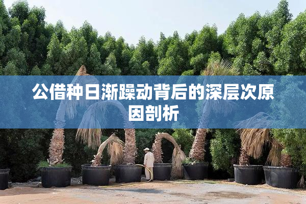 公借种日渐躁动背后的深层次原因剖析