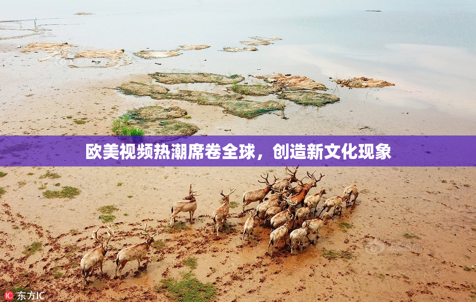 欧美视频热潮席卷全球，创造新文化现象