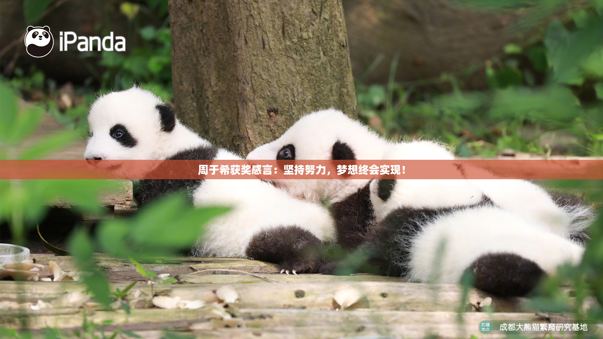 周于希获奖感言：坚持努力，梦想终会实现！