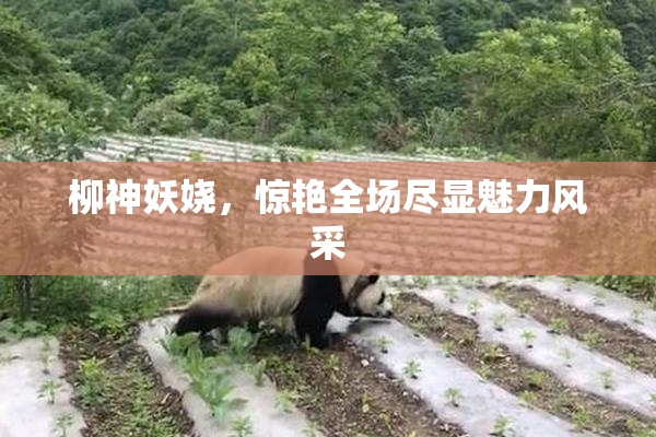 柳神妖娆，惊艳全场尽显魅力风采