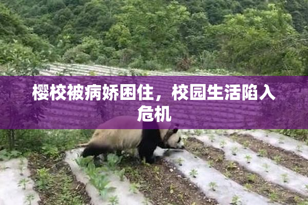 樱校被病娇困住，校园生活陷入危机