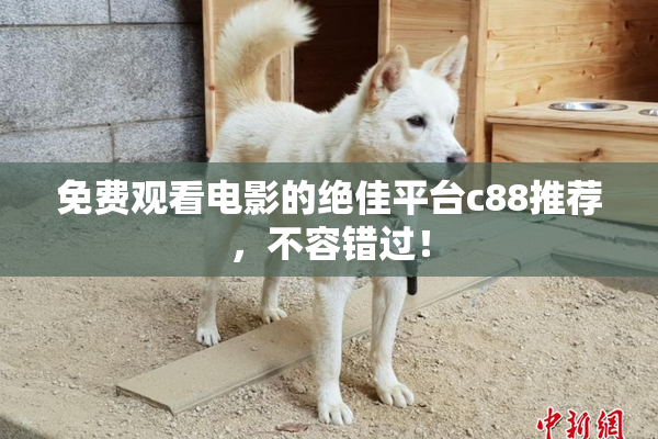 免费观看电影的绝佳平台c88推荐，不容错过！