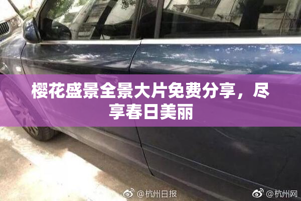 樱花盛景全景大片免费分享，尽享春日美丽