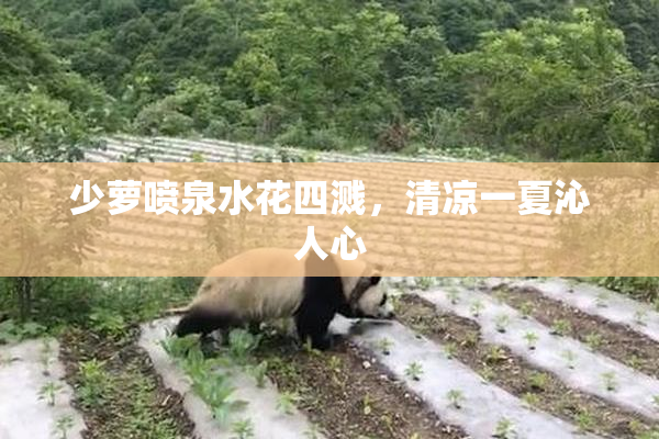 少萝喷泉水花四溅，清凉一夏沁人心