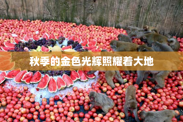 秋季的金色光辉照耀着大地