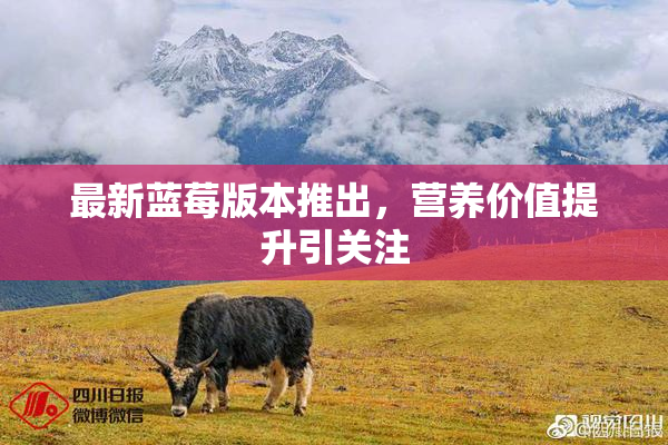 最新蓝莓版本推出，营养价值提升引关注