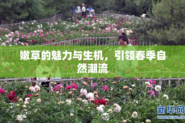 嫩草的魅力与生机，引领春季自然潮流