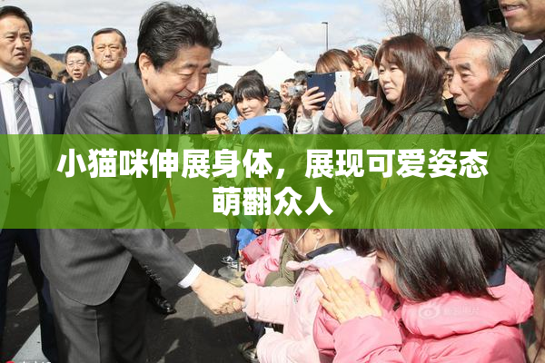 小猫咪伸展身体，展现可爱姿态萌翻众人