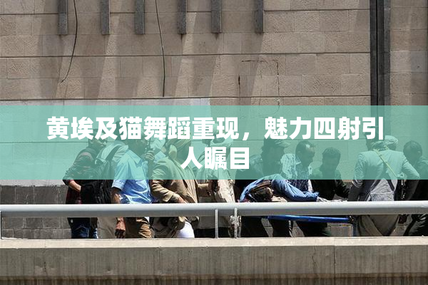 黄埃及猫舞蹈重现，魅力四射引人瞩目
