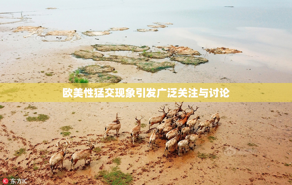 欧美性猛交现象引发广泛关注与讨论