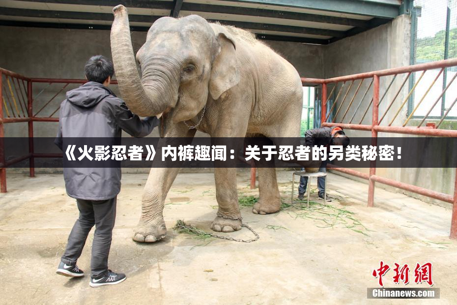 《火影忍者》内裤趣闻：关于忍者的另类秘密！