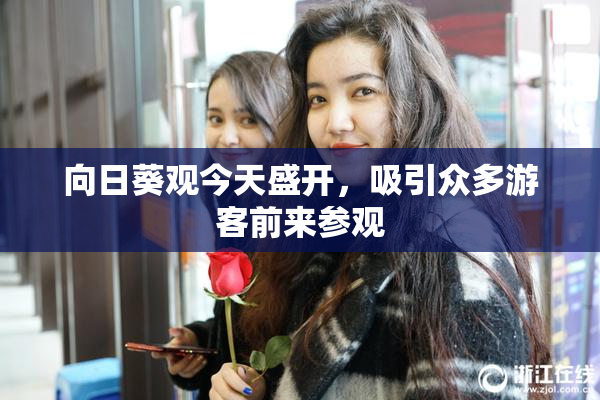 向日葵观今天盛开，吸引众多游客前来参观