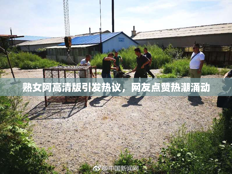 熟女阿高清版引发热议，网友点赞热潮涌动