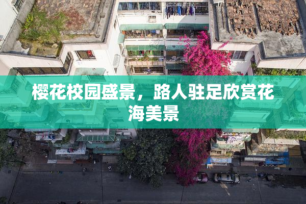 樱花校园盛景，路人驻足欣赏花海美景