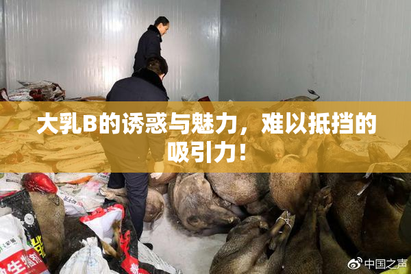 大乳B的诱惑与魅力，难以抵挡的吸引力！