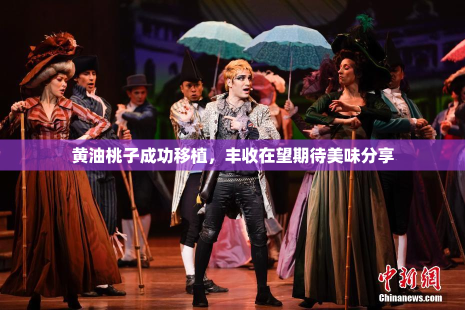 黄油桃子成功移植，丰收在望期待美味分享