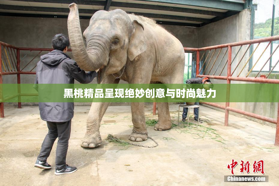 黑桃精品呈现绝妙创意与时尚魅力