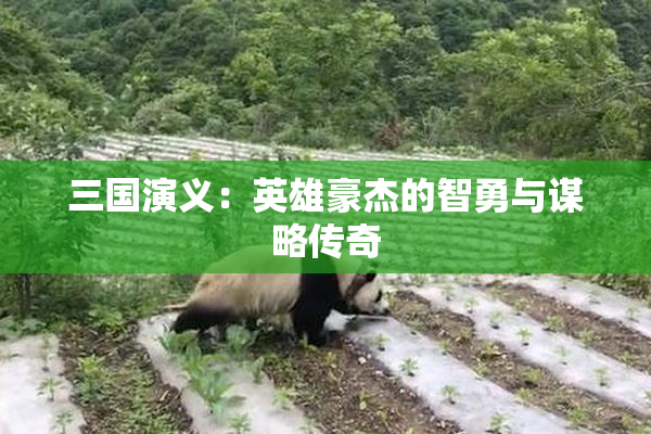 三国演义：英雄豪杰的智勇与谋略传奇