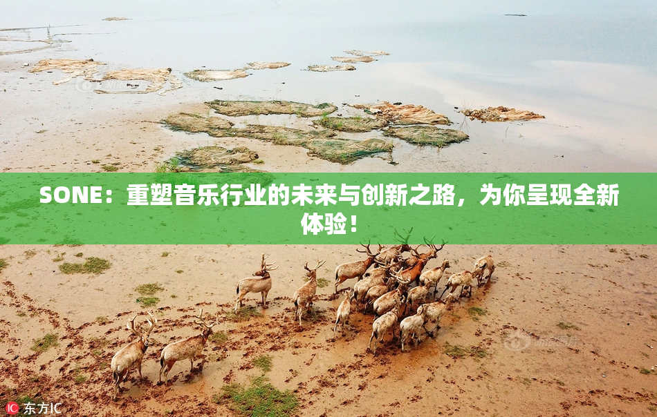 SONE：重塑音乐行业的未来与创新之路，为你呈现全新体验！